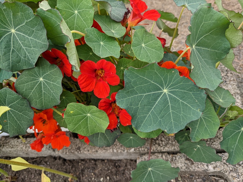 Nasturtiums have bloomed and are  ready to harvest.