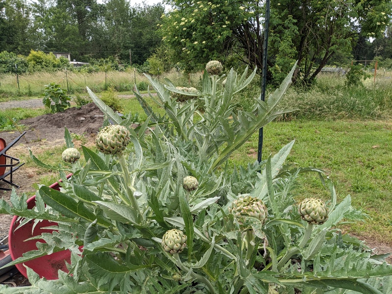 We need our artichoke cooked and eaten.