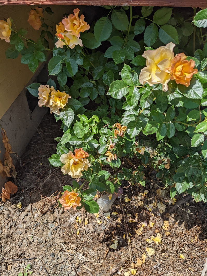 The parent sunrise rose bush that I tried to dig out a few years ago so it wouldn't be under the porch. Obviously some was missed.