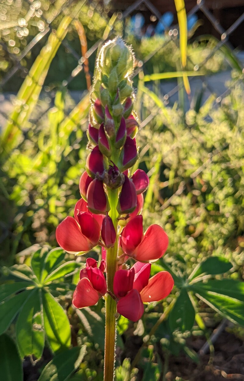 Lupine along the East fence.