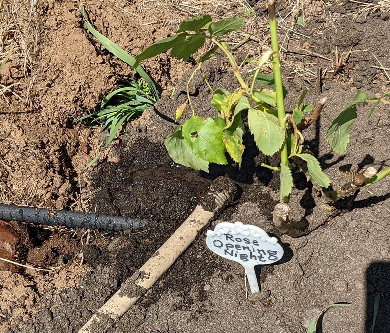 One of four mostly dead rose bushes that I planted this week.