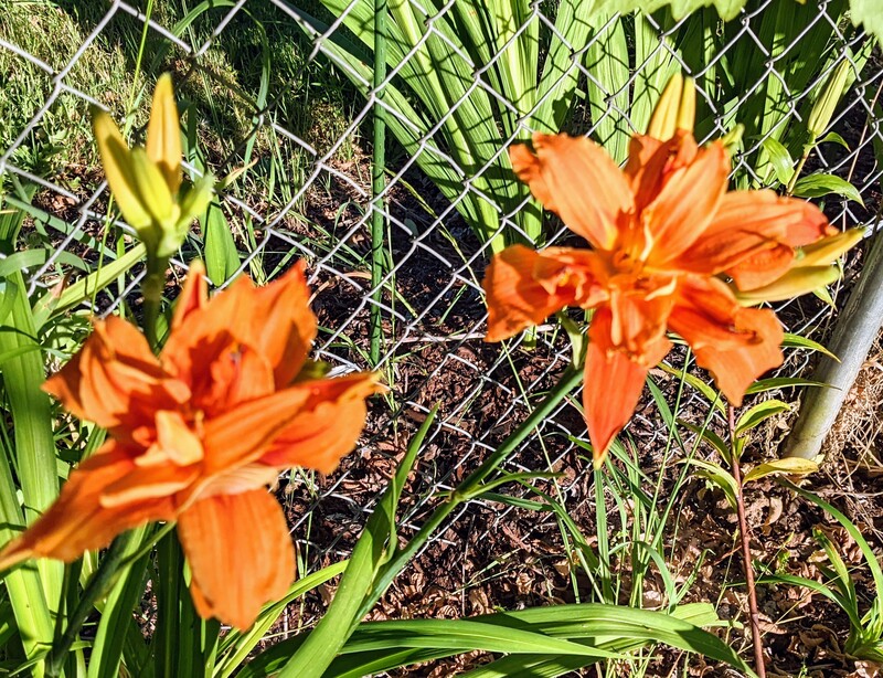 Two daylily flowers at once.