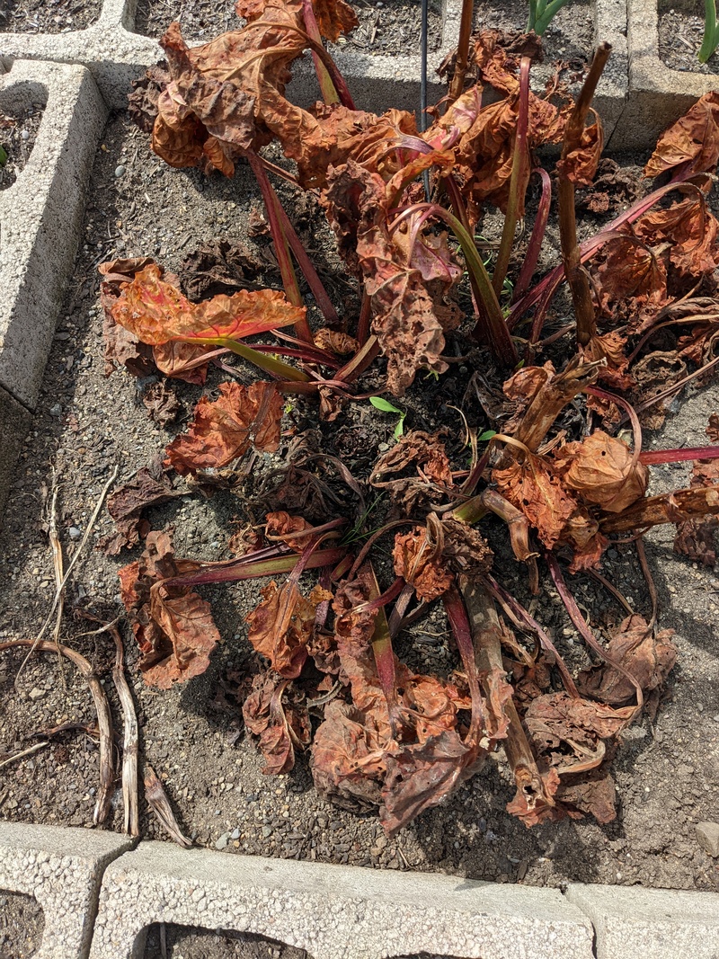 Why is this rhubarb dying?