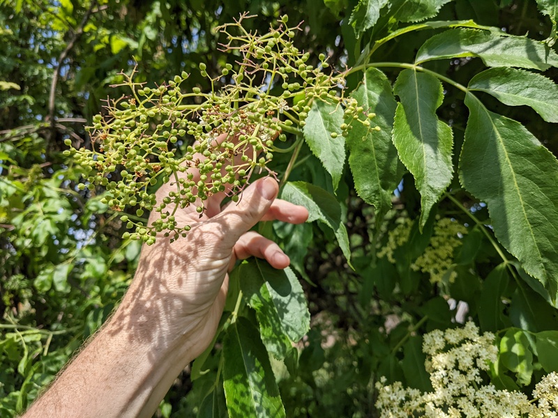 See all those little elderberry fruits?