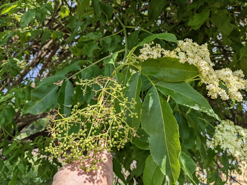 So why are some in fruit and some still in flower?