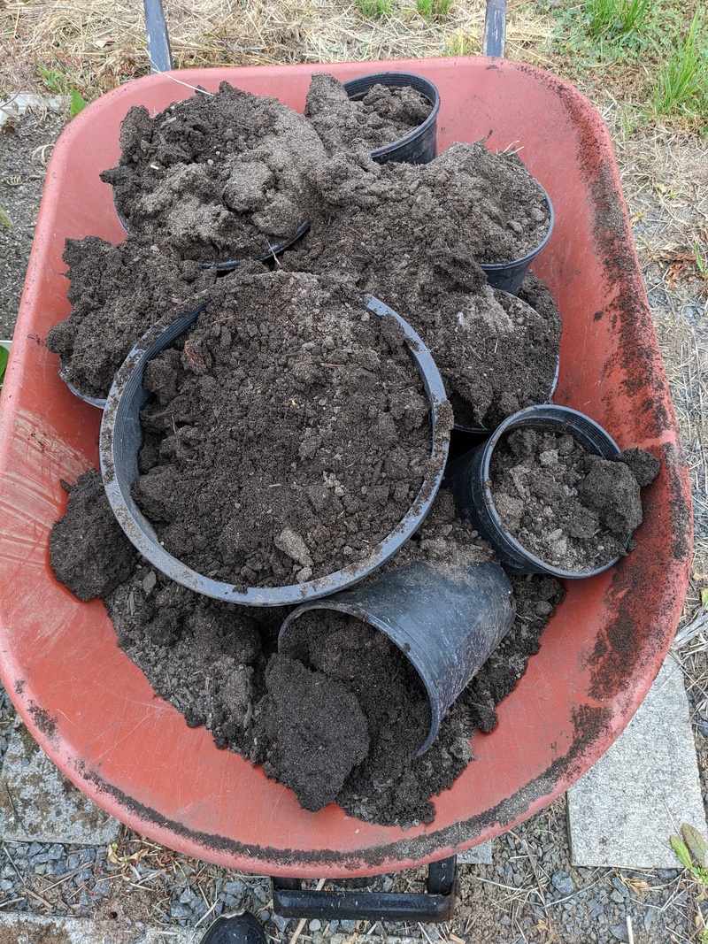 Lois hauled dirt and pots to make another batch of rose cuttings.