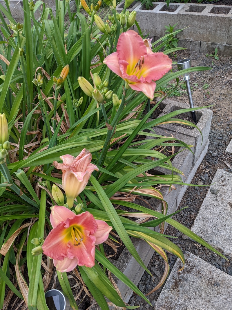 Lillies in Waffle