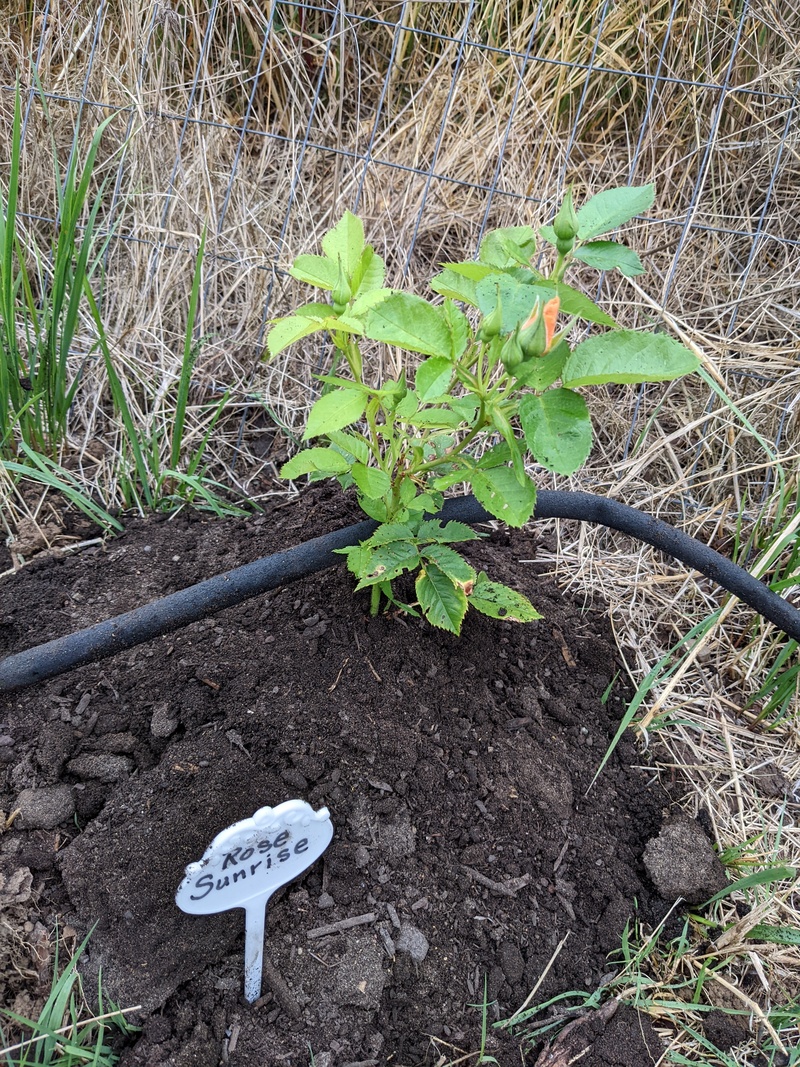 First rose cuttings are transplanted to their new home.