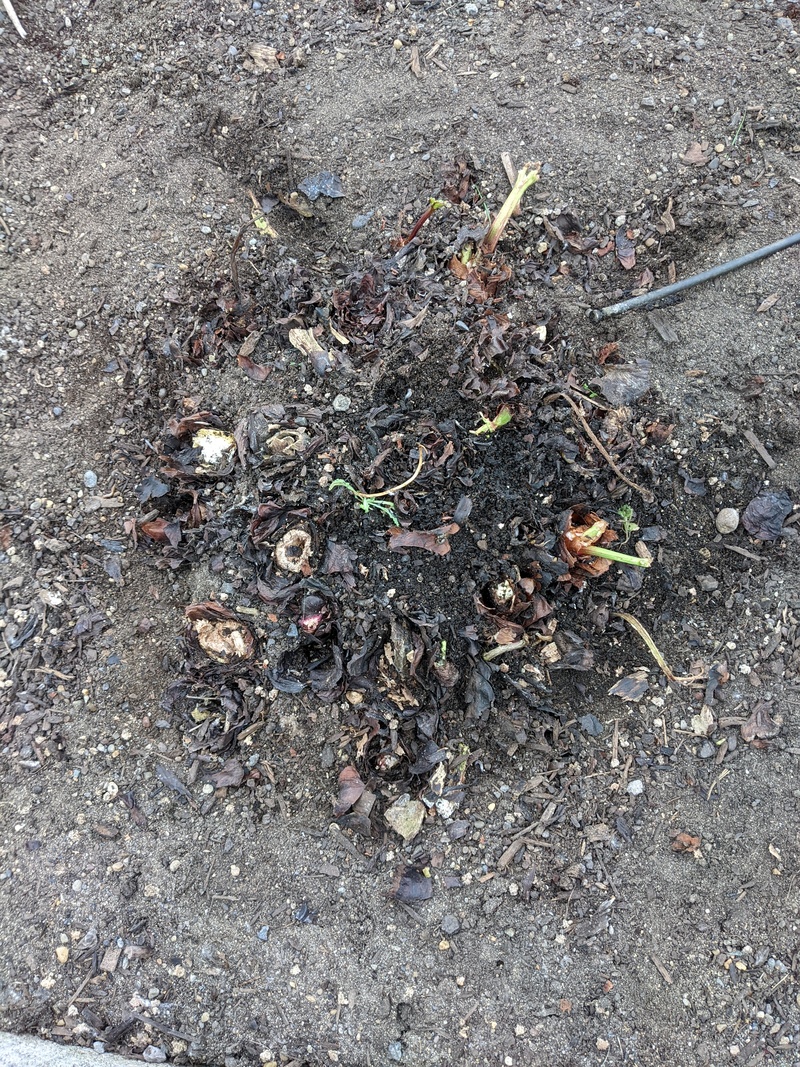 Rhubarb has a problem with "rot?" As all the leaves turned red. If it's bugs the diatomaceous earth should hopefully help that got applied.