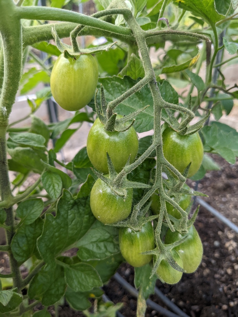 Juliet tomatoes