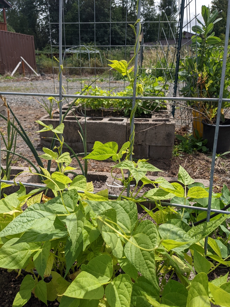 Piyle Blue Lake beans are climbing