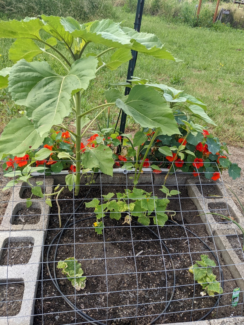 Nasturtiums are in bloom and the sunflowers are growing. Cucumbers are still alive.