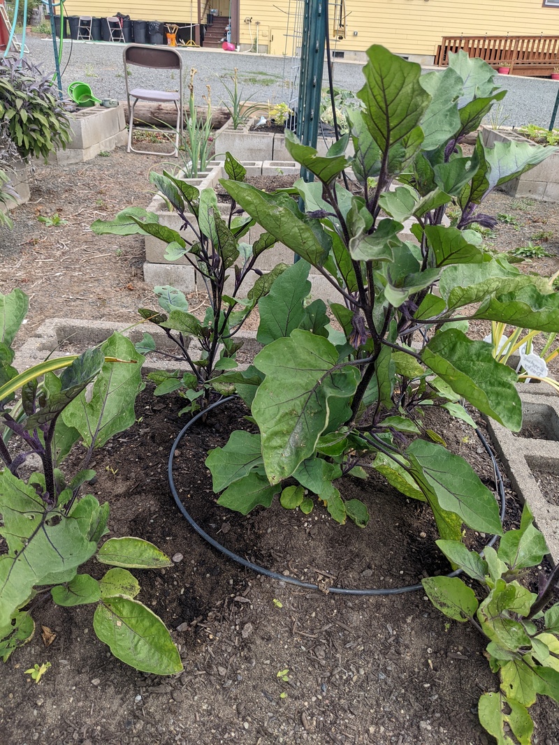Eggplant plants are getting taller.