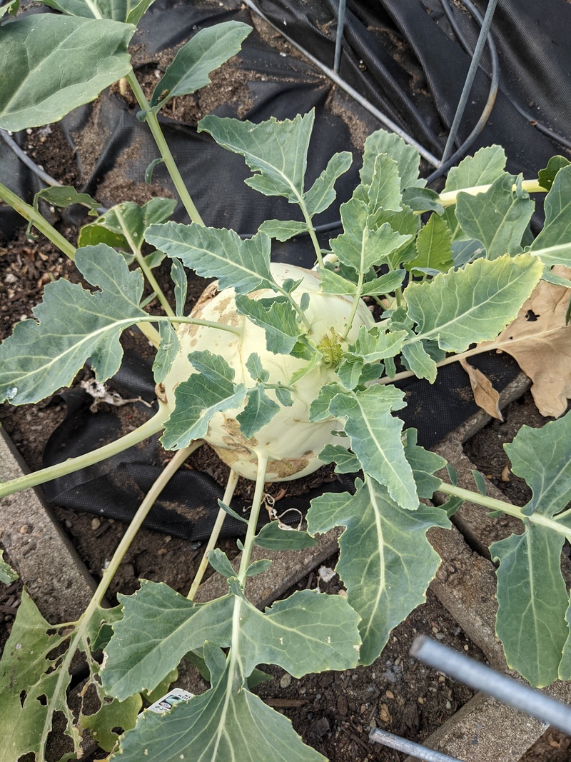 I love this kohlrabi how it keeps getting bigger.