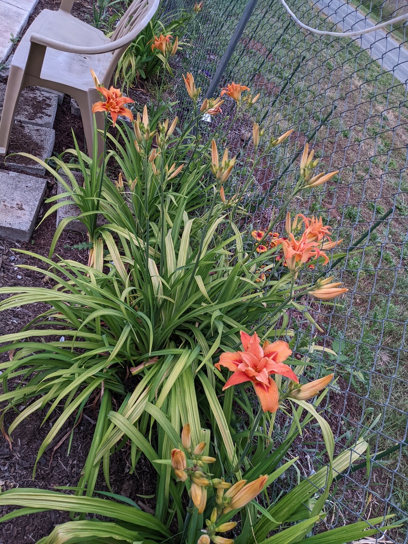 Orange lilies along the East fence.