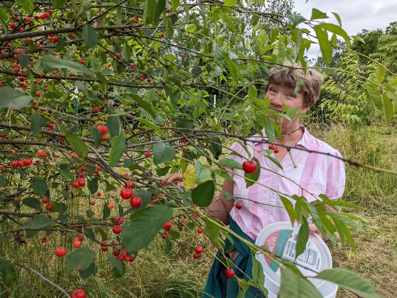 Laura Neilson picking Montmorency cherries