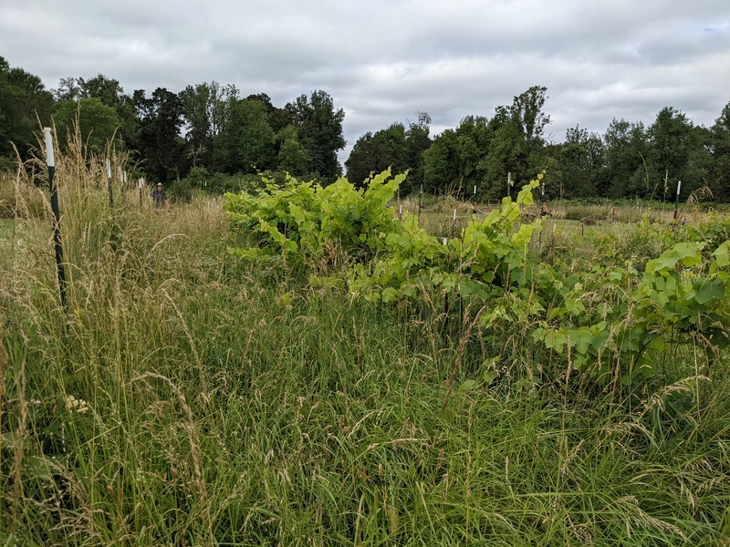 Vineyard before.