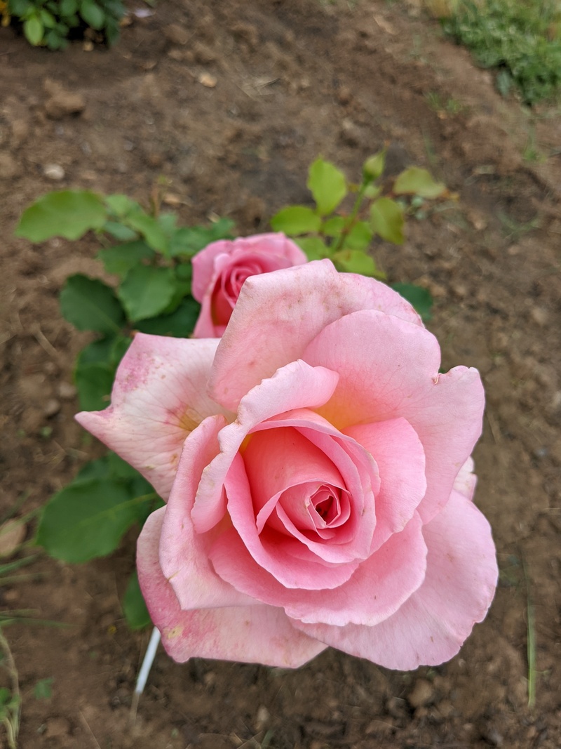 Tiffany rose
