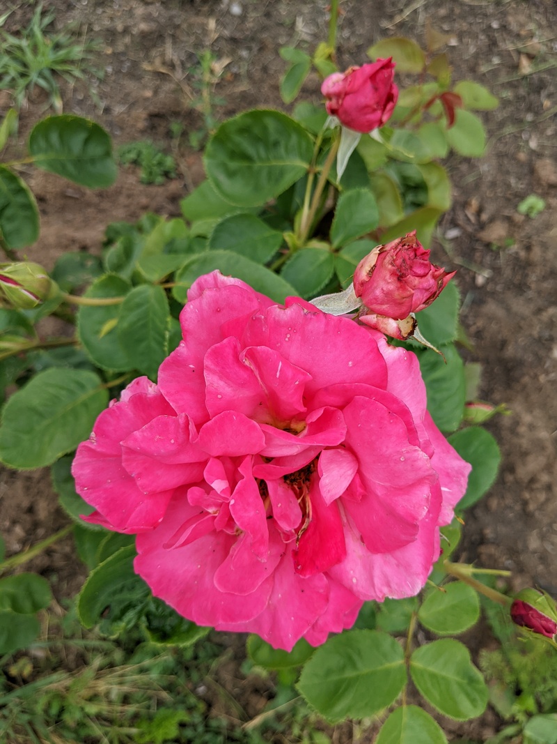 Crysler Imperial rose