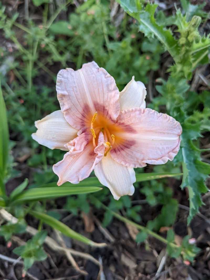 Pink daylily