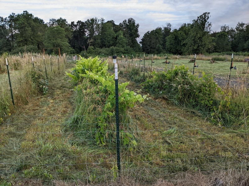 After Joseph used the brush cutter.