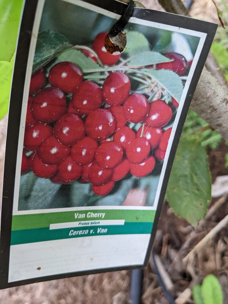 Type of Rosewold cherry - Van cherry