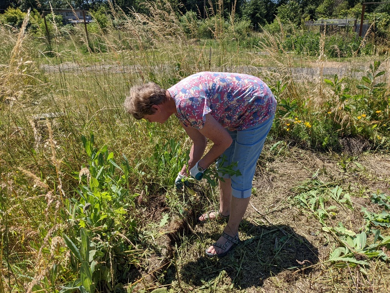 Laura weeding  in the bee garden.