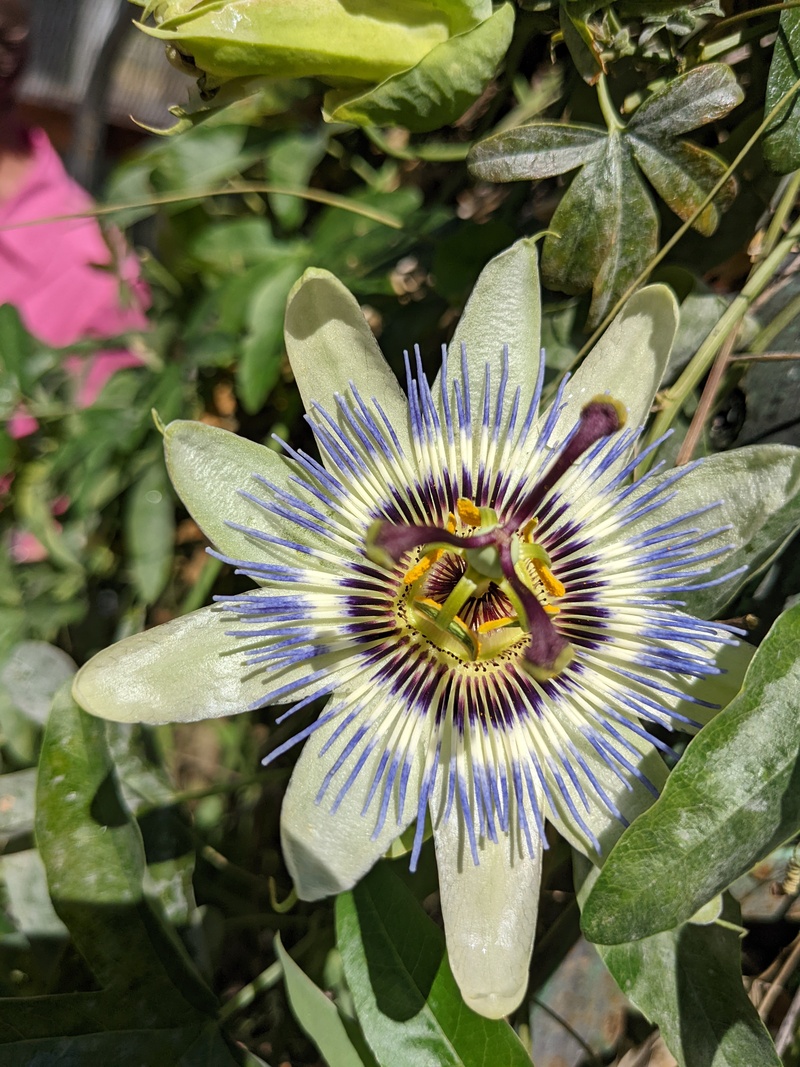 Passion flower in the butterfly Pavilion.