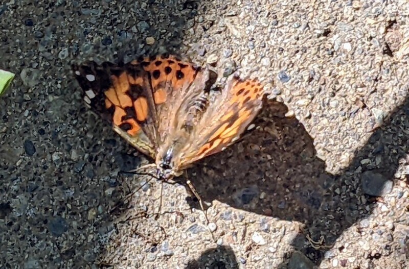 Painted Lady