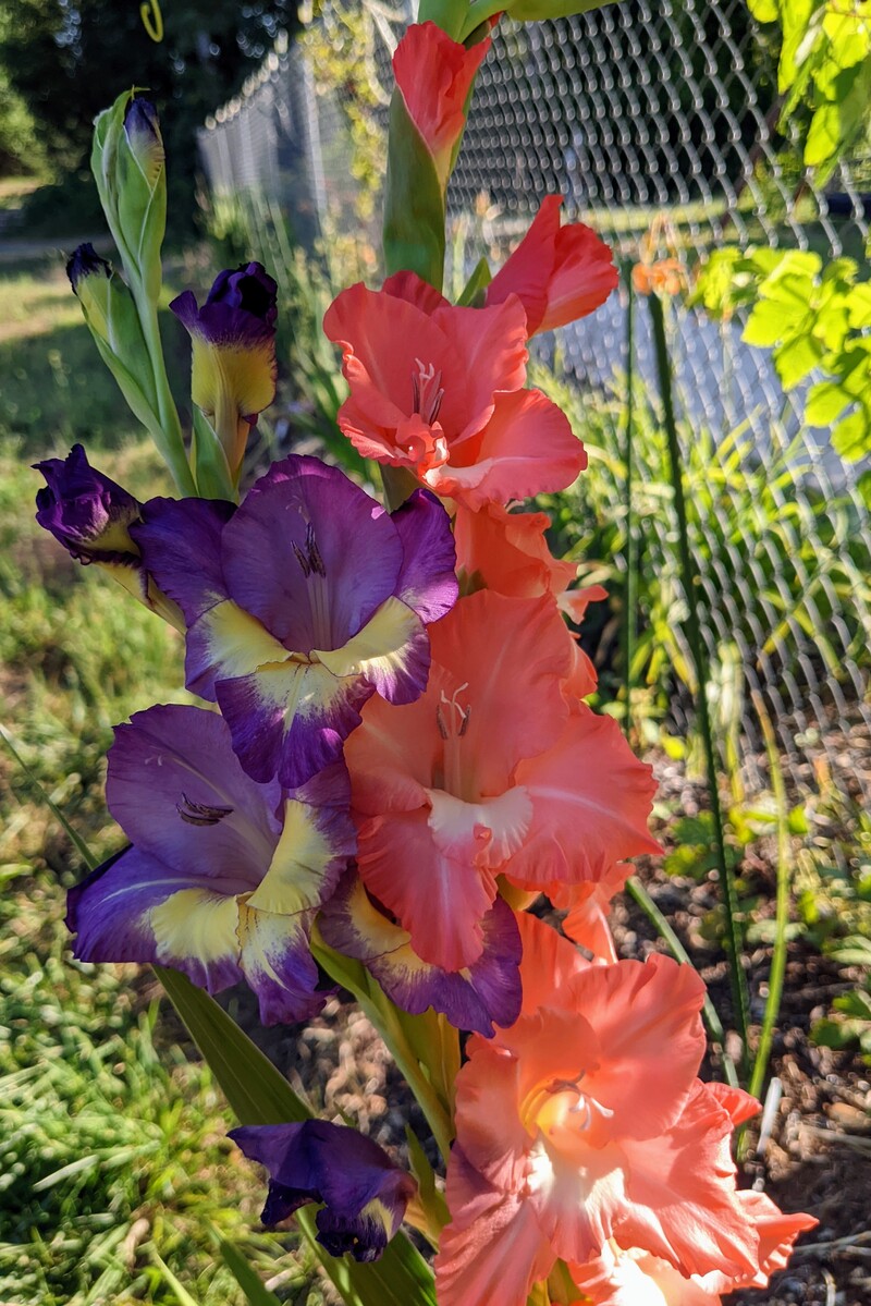 The Gladiola are starting to bloom.
