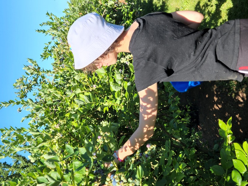 Heather blueberry picking.