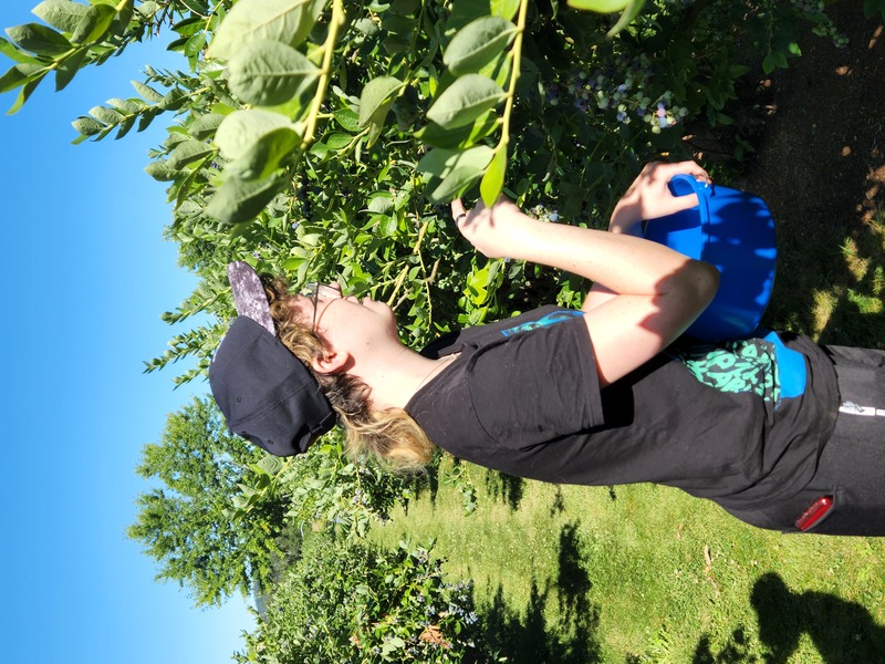 Jennifer blueberry picking.