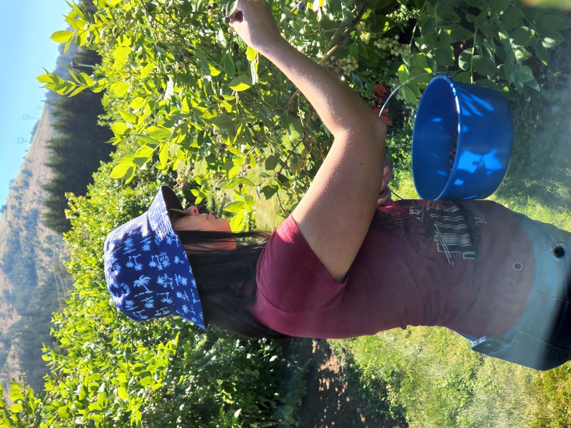 Briyanna blueberry picking.