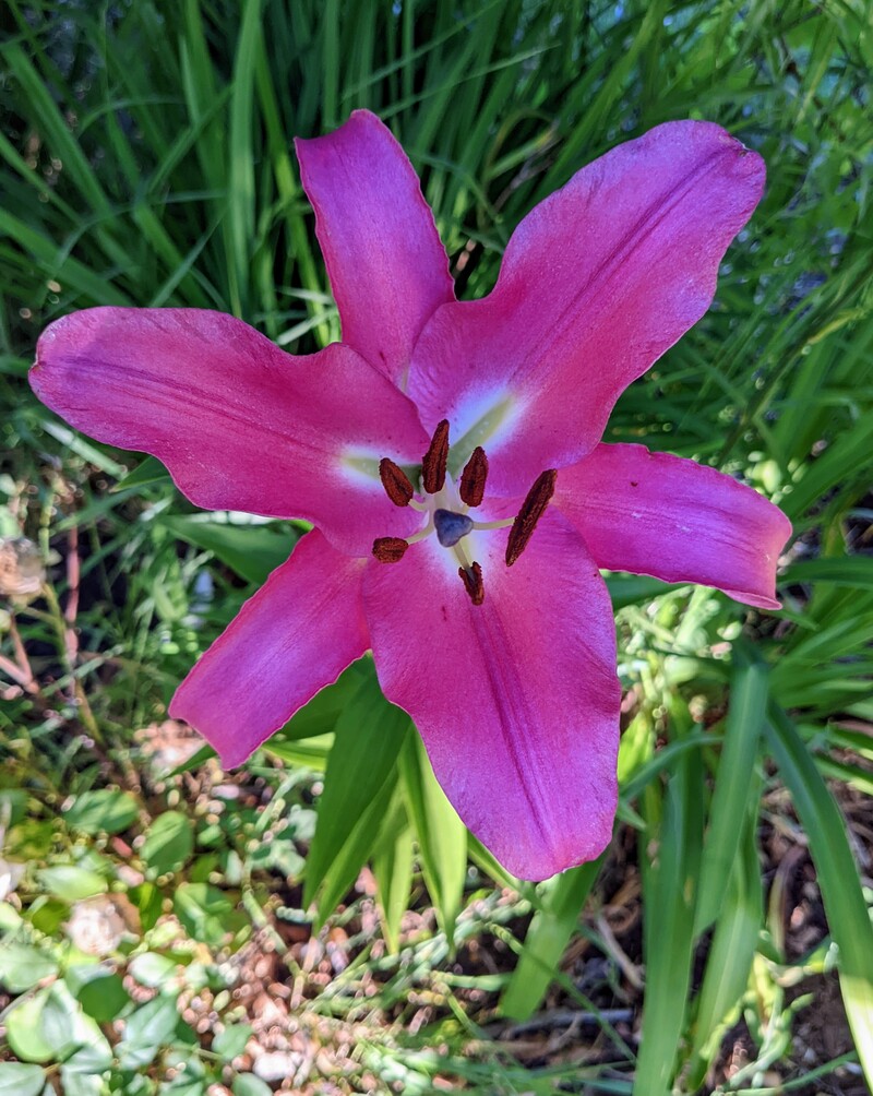 New lily