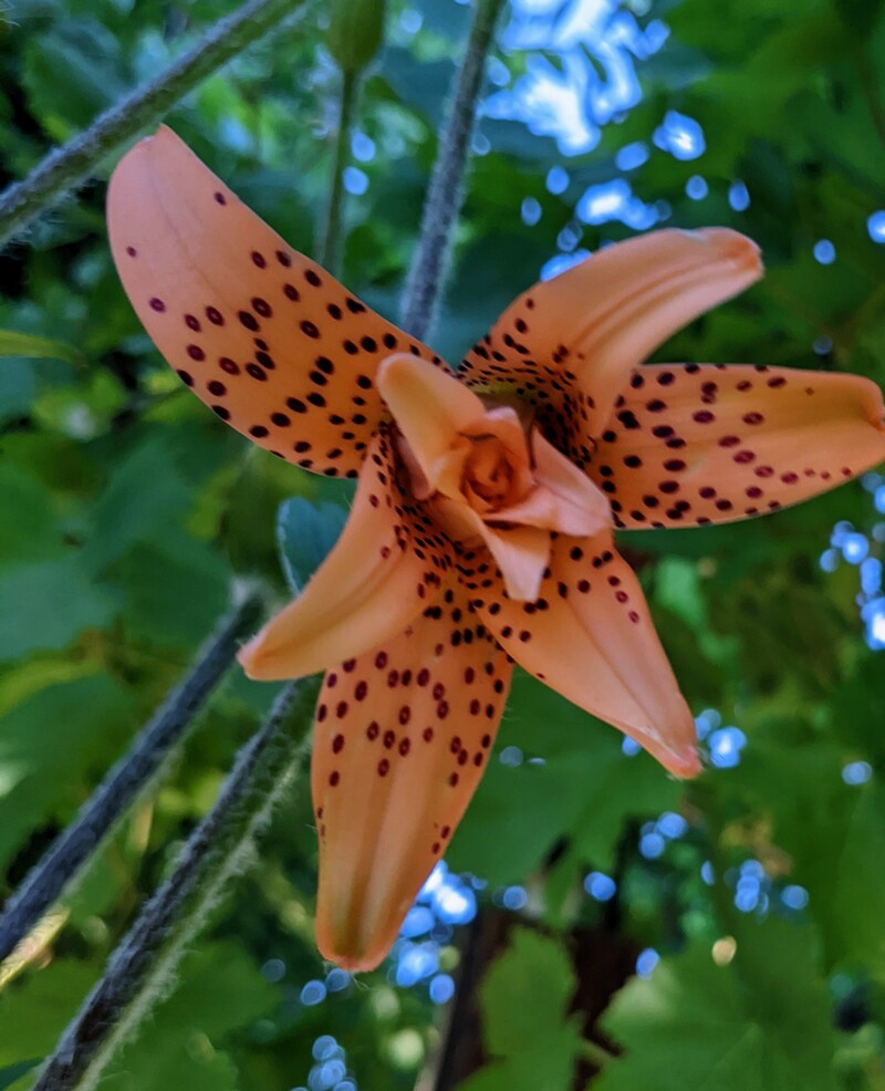 Tiger Lily