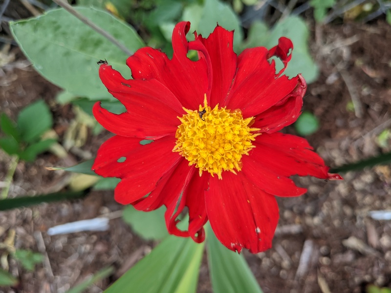Our first dahlia to bloom. Red Dahlia