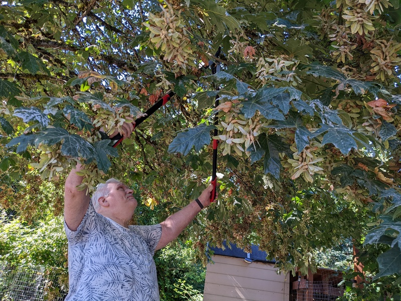 Don clipping the tree with new clippers