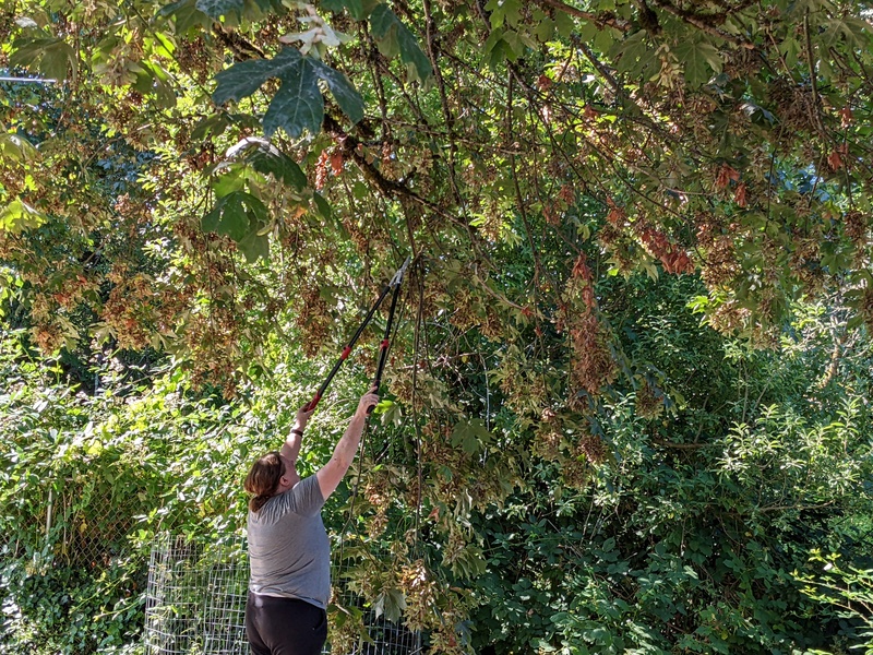 Lois clipping the tree with new clippers