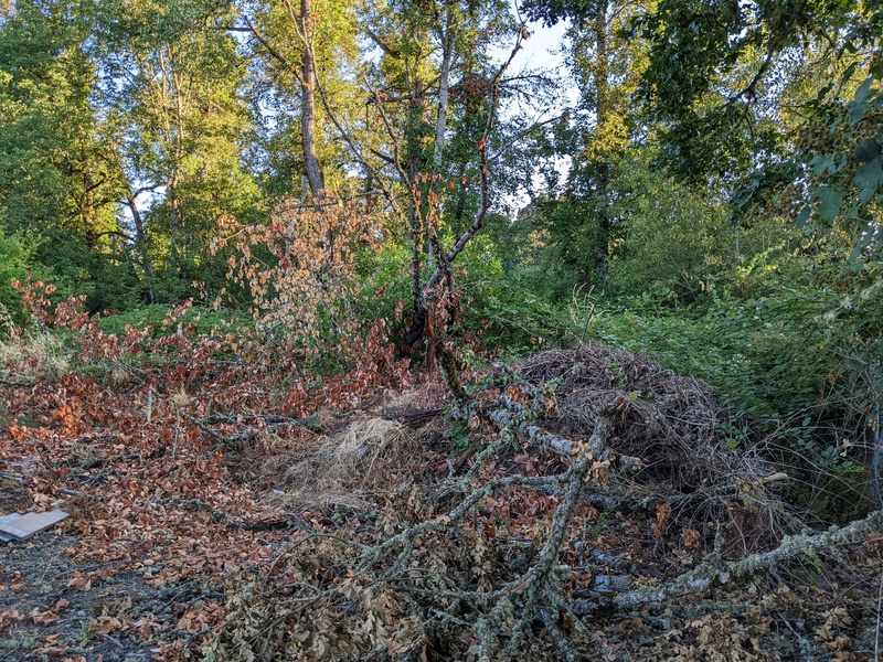 Cottonwood Tree that fell over.