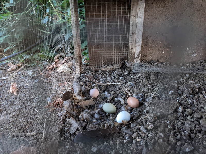 Eggs under the coop.