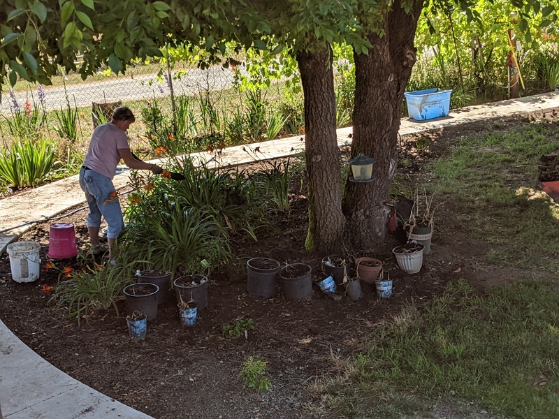 Laura working in the East elm garden.