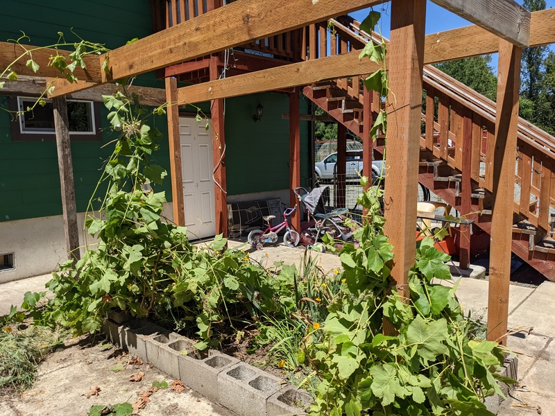 Grape arbor with grapes on it.