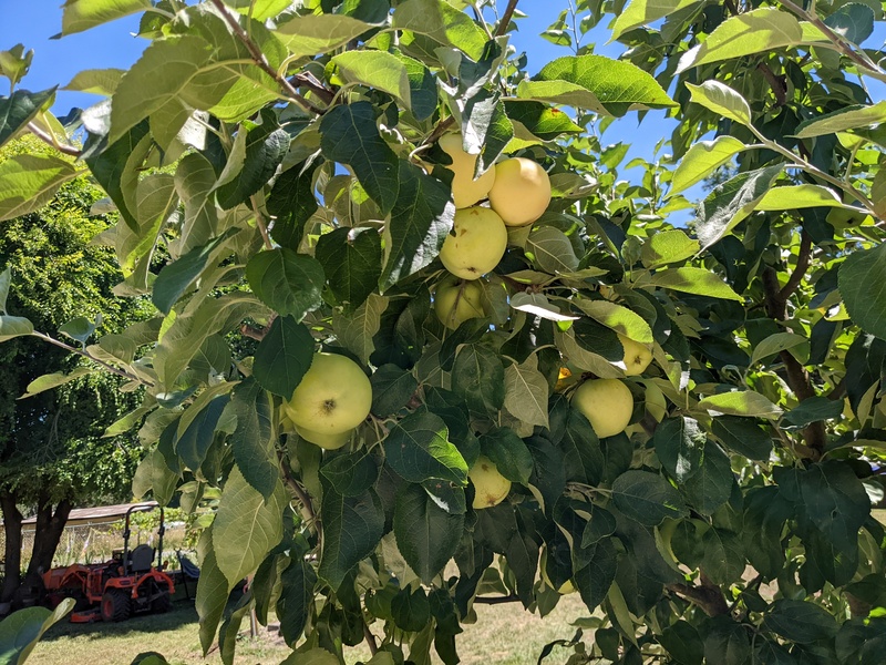 Yellow transparent apples.