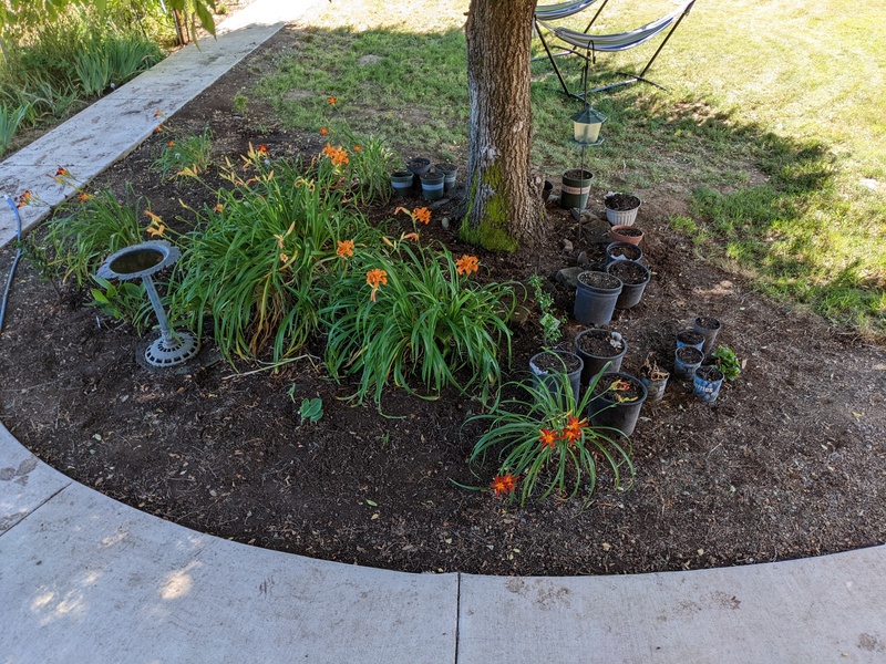 East weeks garden after Laura weeded.