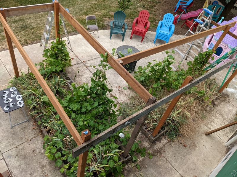 The grape arbor from above.