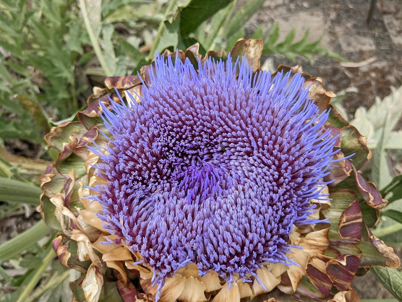 Artichoke flower