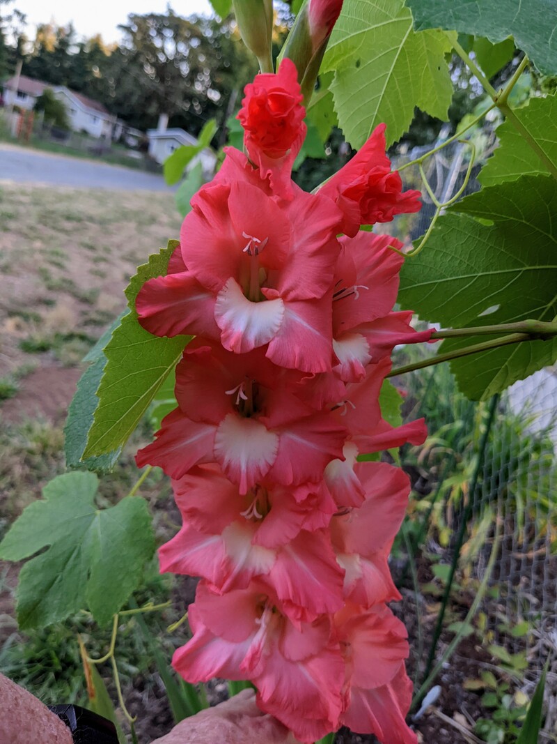 Bright pink glads