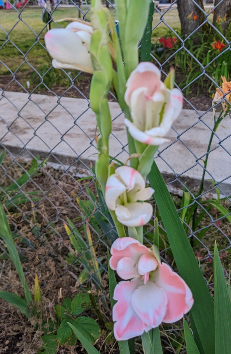 Pink and white glad