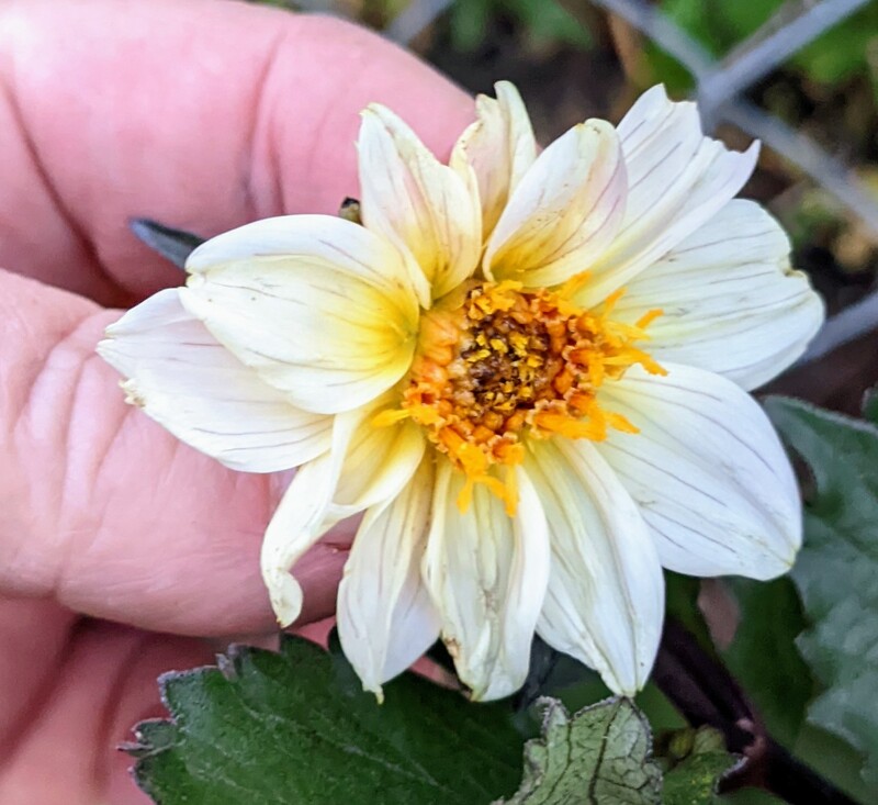 Another Dahlia in bloom. It is little