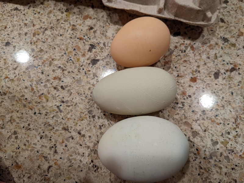 One long egg, one jumbo egg. The jumbo egg had two yolks.